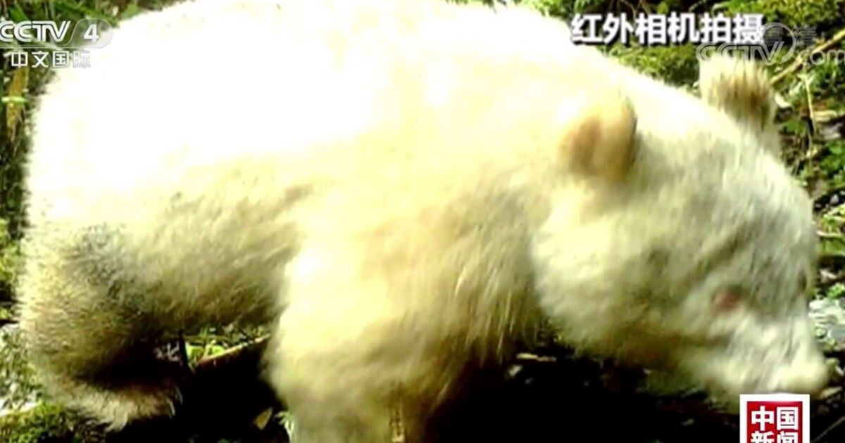 全身真っ白なパンダ、中国で見つかる。世界で初のアルビノ個体か