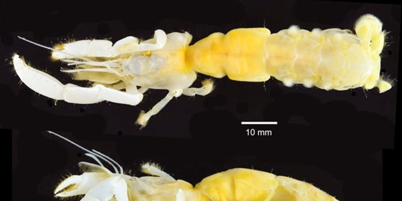 絶滅したはずの甲殻類発見か オオスナモグリ 静岡と高知で