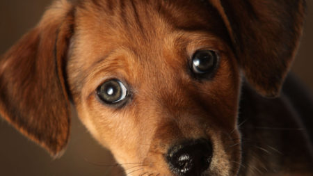 犬の「うるうる目」は、人間に好かれるために進化した？ | 犬にはあって狼にはないもの──それは「表情筋」だ
