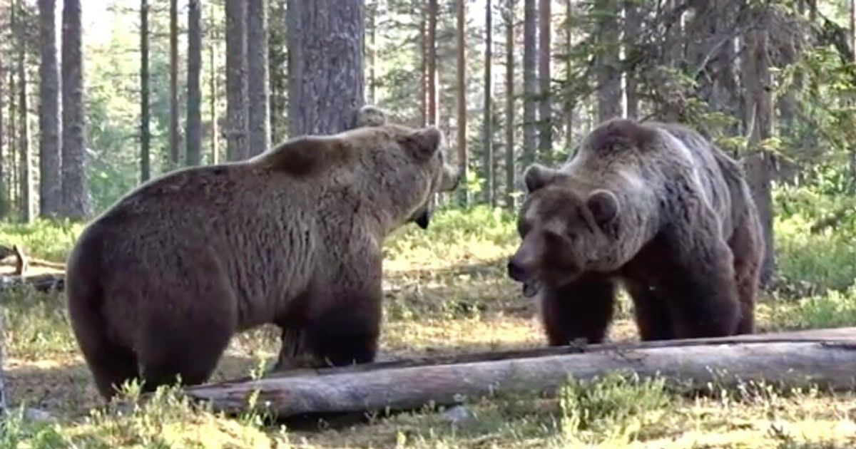 「過去最高のクマの戦い」決闘の瞬間を激写 唸り、近づき、取っ組み合い..（動画）