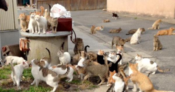 北九州「猫の島」謎の猫急減　5年で3分の１　毒殺？刑事告発検討