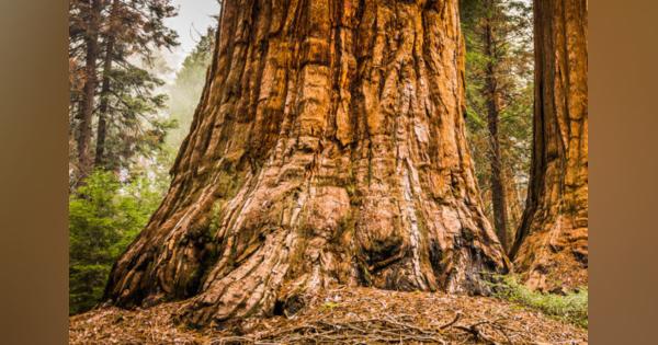 森林再生で温暖化を防止、巨大樹木の「クローン増殖」に注目