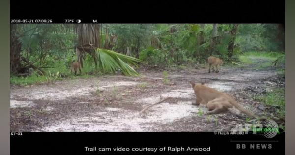 動画：野生のフロリダパンサーやボブキャットに謎の神経障害 歩行困難の症状を捉えた映像 米