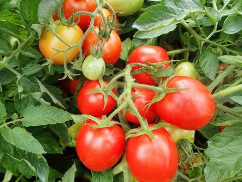 害虫に強いトマト開発　カゴメ、道内契約農家で栽培へ