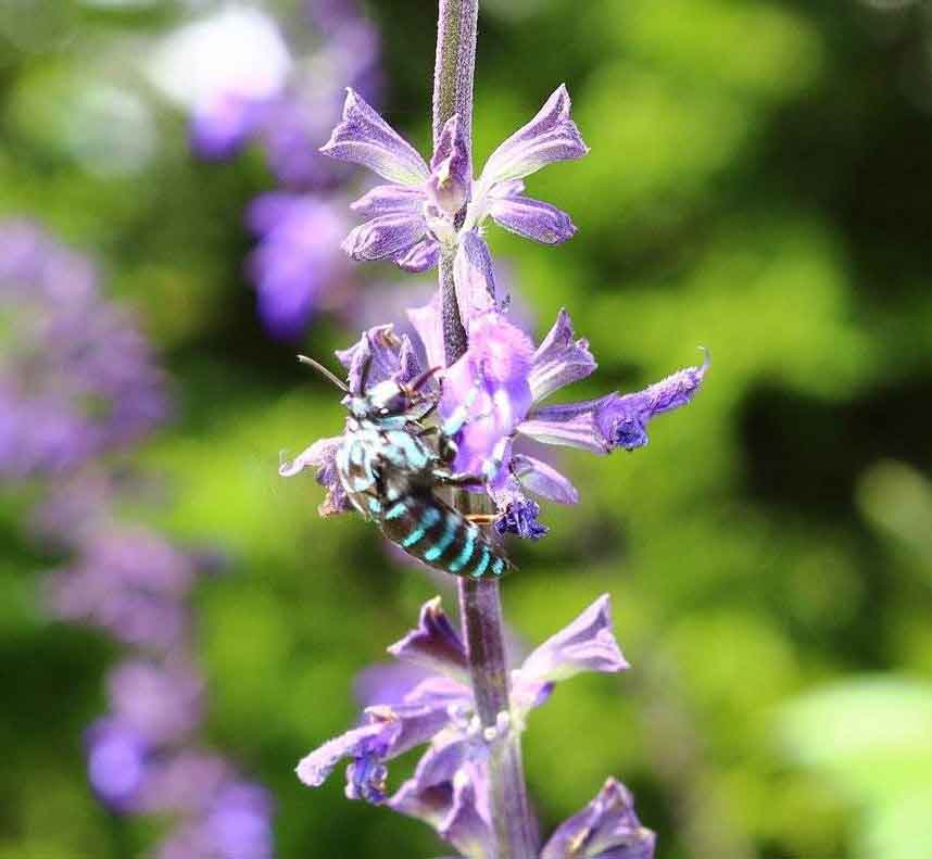 「幸せを呼ぶ青い蜂」発見　絶滅危惧種、生息環境整う？比叡山頂
