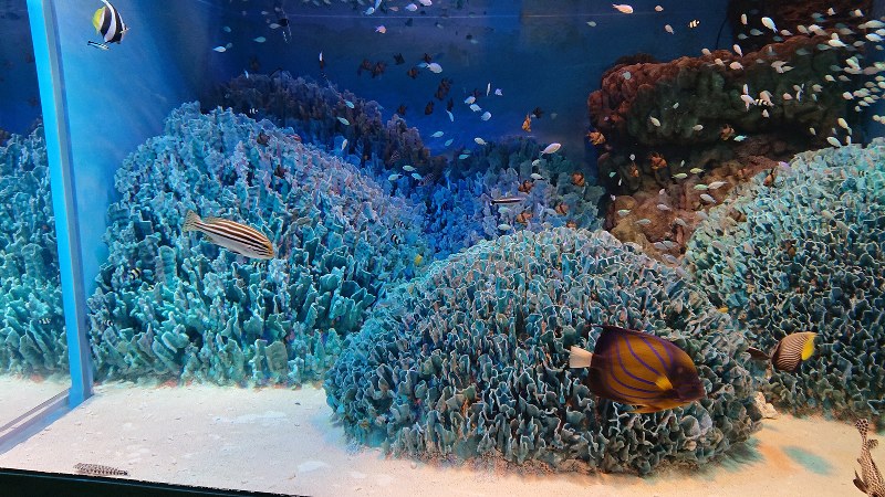サンシャイン水族館が水槽の大掃除　戻った石垣島の海の魚たち、元気に泳ぎ回り