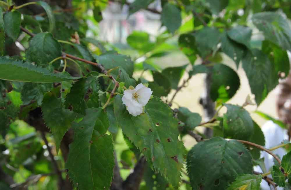 季節外れの桜、京都で開花　台風の影響？枝の伐採が作用？