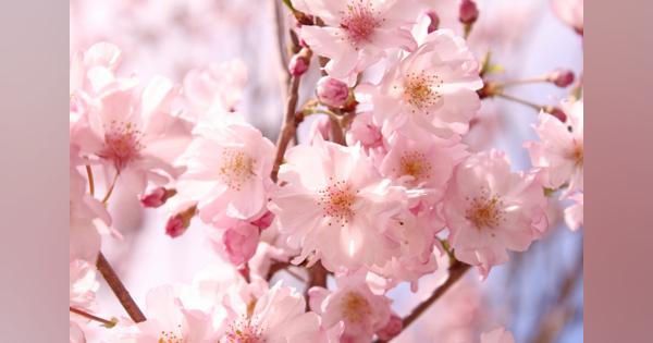 「ヒドい台風が来た、翌年の桜」はあまり開花しない可能性