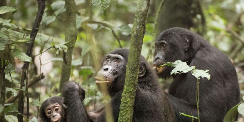 類人猿のボノボ、母は強し　息子の繁殖成功導く、京大
