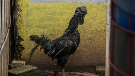 4247800?blur=false&height=630&