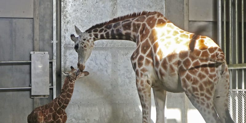 キリンの赤ちゃん事故死、北海道　旭山動物園、金網に角絡まる