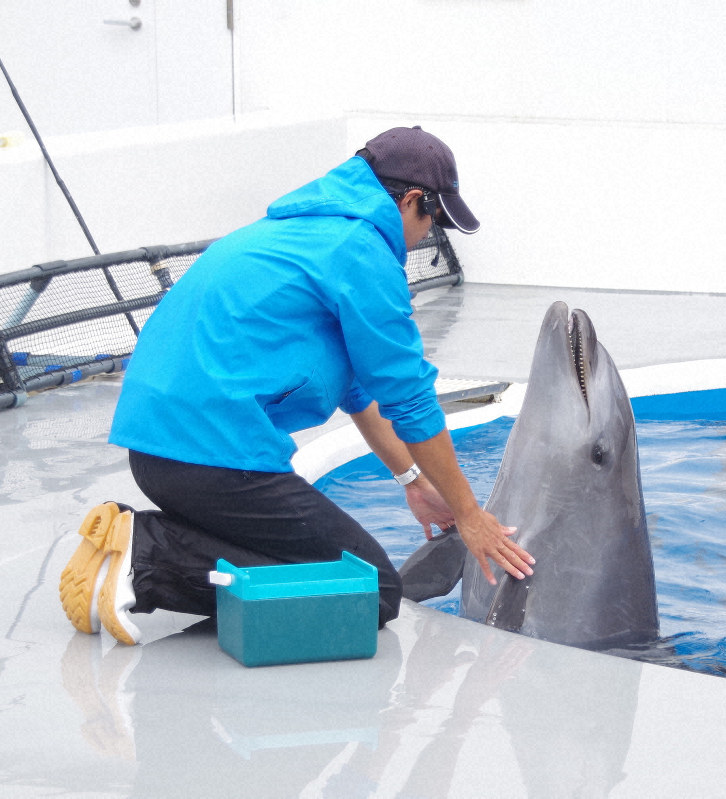 人工授精で誕生　イルカのアイル1歳「やんちゃなまま大きく育って」　長崎の水族館