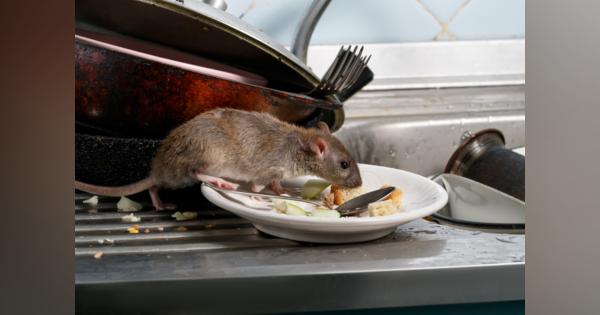 東京でネズミが大増殖している…ペスト菌のパンデミックの恐怖
