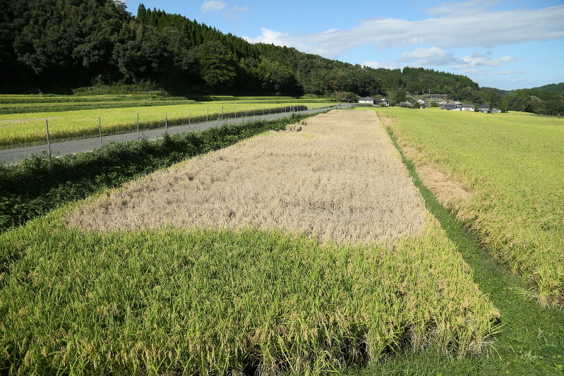 九州、四国でウンカ被害拡大　長雨で防除できず　大分県、早めの稲刈り呼びかけ