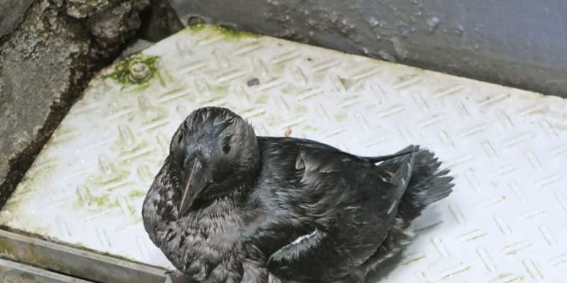 海鳥エトピリカの繁殖に成功　大阪・海遊館、絶滅危惧種