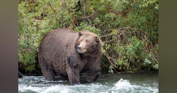 アラスカで恒例「一番太ったクマ」大会開催中、オンラインで投票 - ロイター