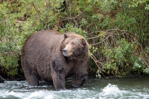 アラスカで恒例「一番太ったクマ」大会開催中、オンラインで投票 - ロイター