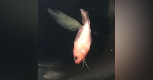 羅臼沖で新種深海魚「ユウレイコンニャクウオ」発見：北海道新聞 どうしん電子版