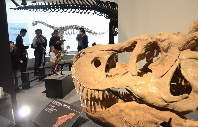 恐竜博物館、2023年にリニューアル構想　福井へ新幹線延伸に合わせ