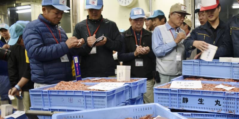 静岡でサクラエビ初競り　不漁受け制限付き操業