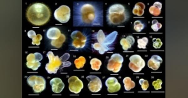 藻類と共生し光合成から栄養を得る動物プランクトン　東大の研究