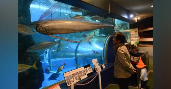 リュウグウノツカイ「剥製」展示　富山湾発見で最大　魚津水族館