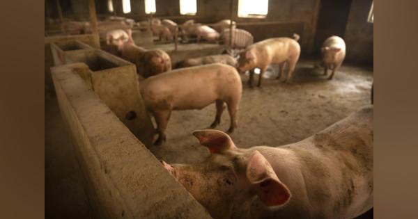 【ビジネス解読】アフリカ豚コレラで中国、米国からの豚肉輸入急増