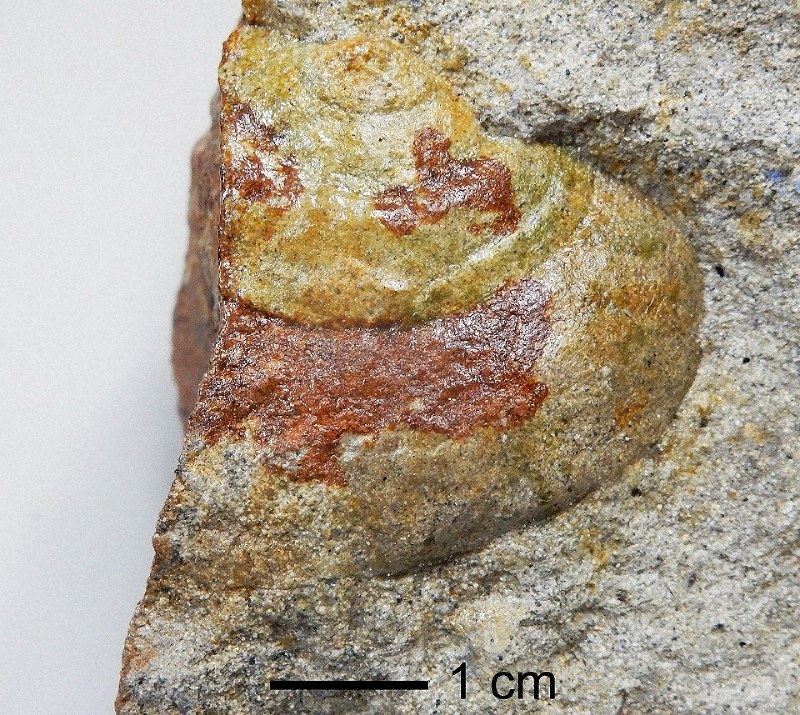 1400万年前の巻き貝化石　日本海側で初めて発見　新潟・糸魚川