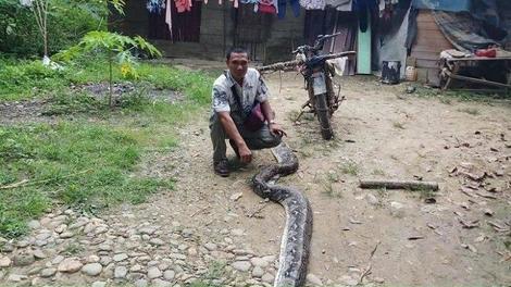 インドネシア､巨大ヘビから妻救出した夫､ブタ丸呑みで立ち往生のヘビ救った男たち