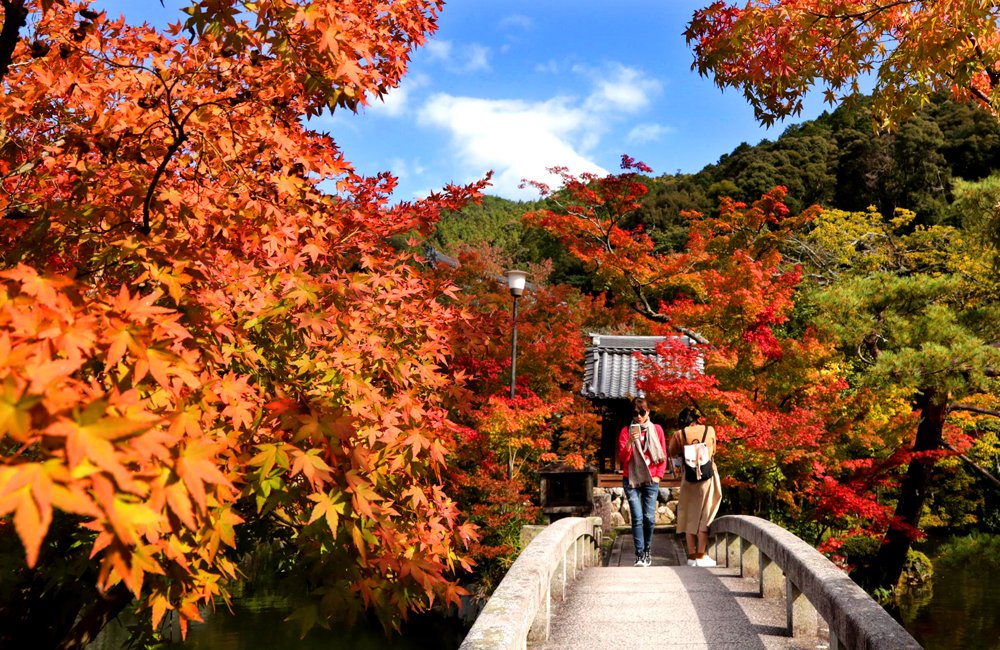 永観堂のモミジ、ほんのり赤く　京都