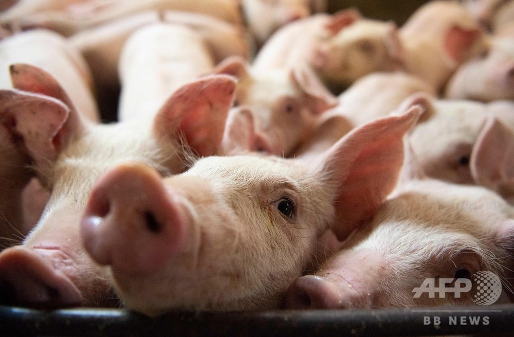 中国、カナダ産牛肉と豚肉の輸入再開に合意 トルドー首相発表
