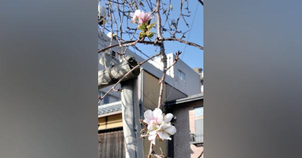 季節外れの桜開花、市民驚きの声