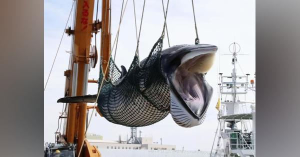 商業捕鯨再開で法改正へ　超党派で提出　食文化継承、利用促進