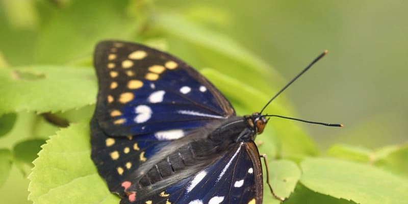 里山の昆虫大幅減少、チョウ深刻　外来種増加と日本自然保護協会