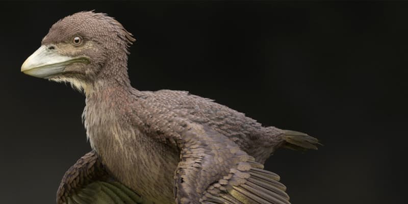 新種の原始鳥類と確認、福井　6年前発見の化石