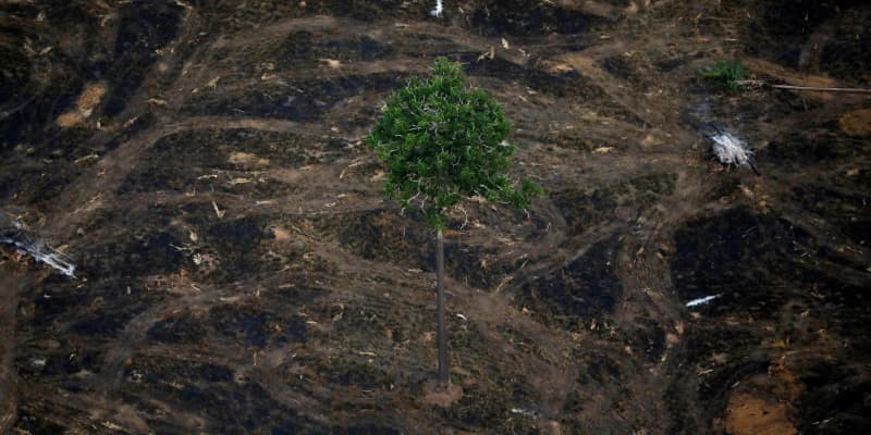 アマゾン森林伐採が増加　ブラジル、08年以降最大
