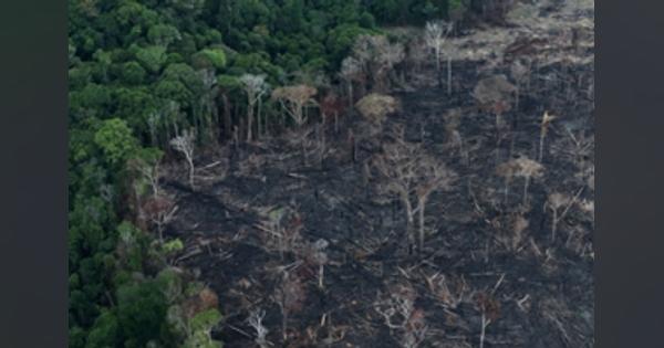 ブラジル・アマゾンの森林破壊、過去10年で最悪＝政府統計 - ロイター