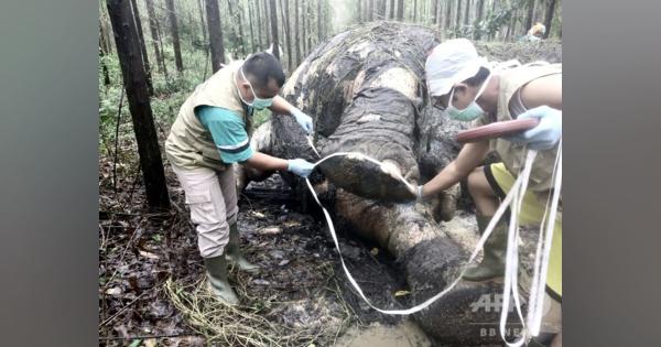 頭部切断、牙奪われたスマトラゾウの死骸発見 インドネシア