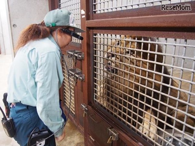 千葉市動物公園、小学校への遠隔授業の実証実験