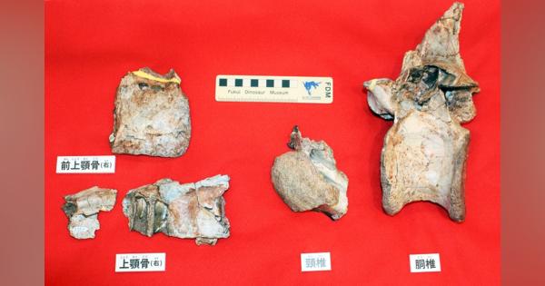 恐竜博物館発見の化石、新種と判明
