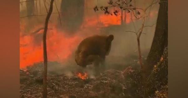 コアラ受難、オーストラリアの山火事で絶滅の危機