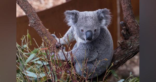 コアラが絶滅するかもしれない、オーストラリア山火事の惨状