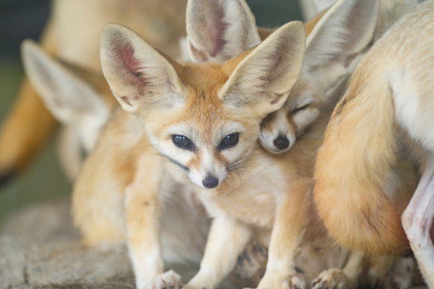 最高にかわいい世界の動物選 フサフサの毛並み スローな仕草 思わずうっとりする愛らしさ