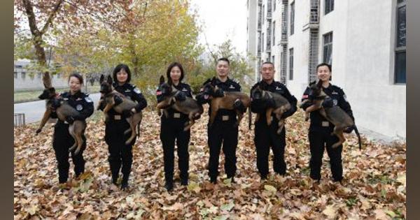“最強の遺伝子”を受け継ぐ「クローン警察犬」6頭、北京に配属！