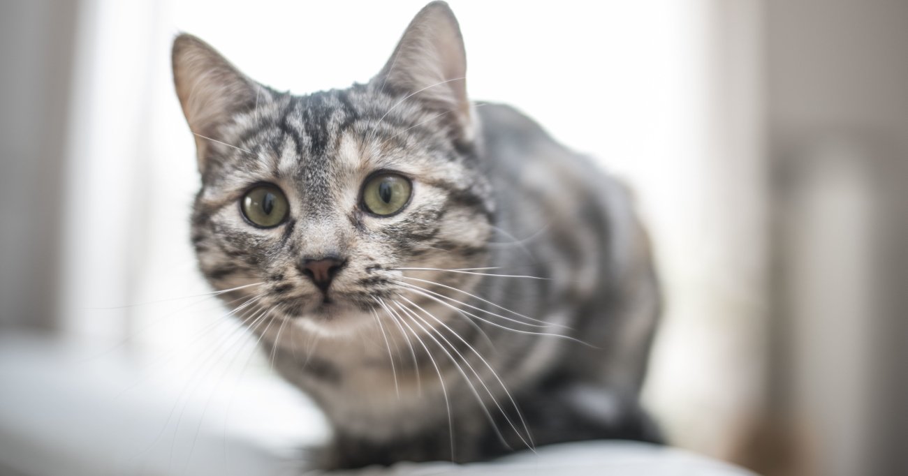 猫はなぜ飼い主のトイレまでのぞきに来るのか 猫は気まぐれに幸せをくれる