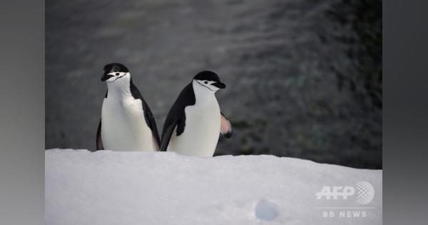 ペンギンに見られながら泳げる島、南極半島沖のハーフムーン島