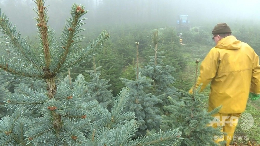 動画：地球温暖化、クリスマスツリーにも影響