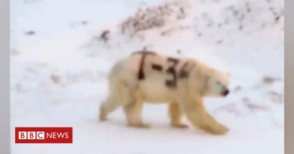 Spray-painted polar bear alarms wildlife experts
