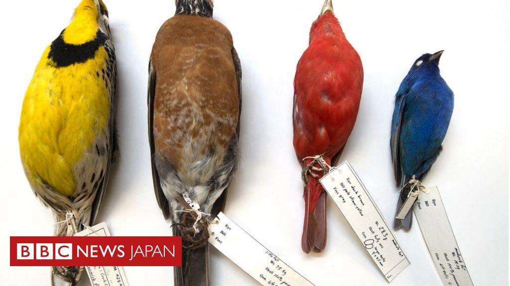 気候変動で鳥の体が「縮んでいる」＝米研究