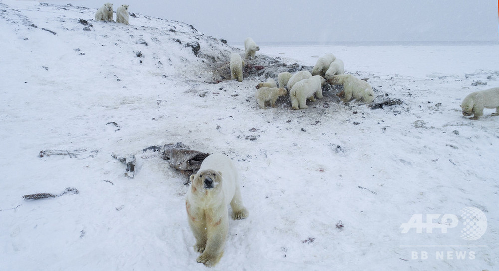 ロシア極北にホッキョクグマ56頭出没 気候変動が原因との指摘